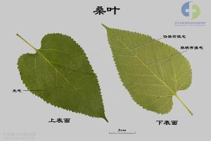 桑叶 标本图